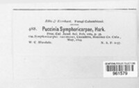 Puccinia symphoricarpi image